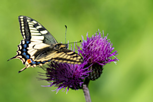 Papillon