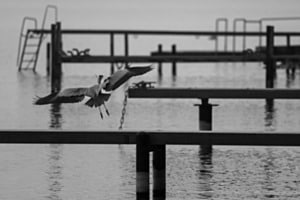 Héron... gris