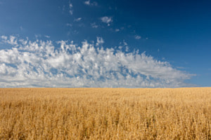 Wolken über Haferfeld Wolken über Haferfeld