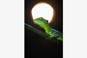 Mr. Green