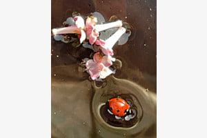 Schwimmender Marienkäfer (gerettet)