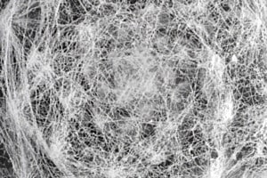 Was ist das?         ( Antwort:     SPINNWEB-Hauswurz )