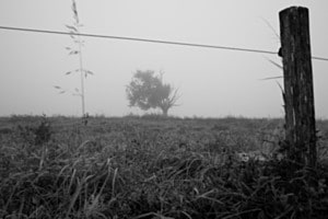 Baum im Nebel Baum im Nebel