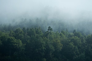 Nebelwald ( Schweiz)