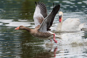 Die Flucht Die Flucht