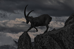 Steinbock Steinbock