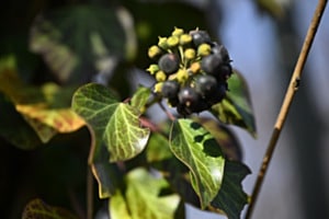 Efeu in Frucht