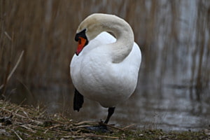 Schwan am See