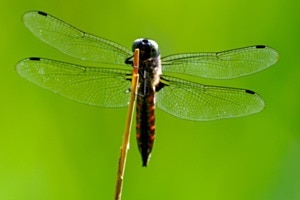 Libelle
