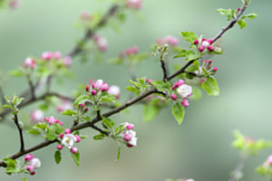 Obstblüten