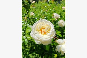 Rosengarten Rosengarten