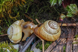 Schneckenliebe mit Beobachter auf dem Chäserrugg