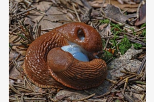 Nacktschnecken im Liebesrausch