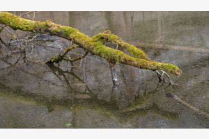 Ast im Brackwasser