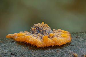 Orangeroter Kammpilz