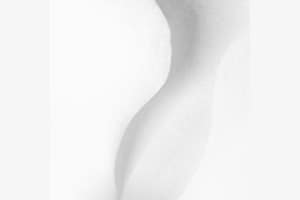 Orchidee
