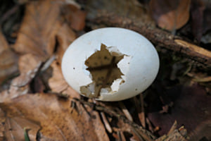 Herbstliches Wunder