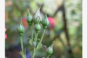 Grüne Knospen