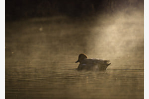 Ente im Sonnenlicht Ente im Sonnenlicht