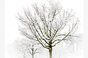 DREAMY TREES DREAMY TREES