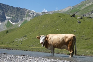 KUHlesFussbad