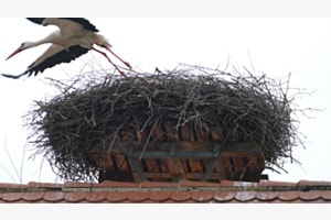 Abflug zur Nahrungssuche Abflug zur Nahrungssuche