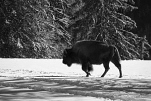 Bison