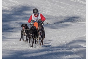 Hundeschlitten Sport Hundeschlitten Sport