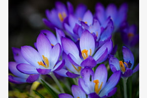 Krokus