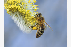 Fleissige Biene