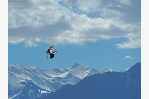 Alpenrundflug Alpenrundflug