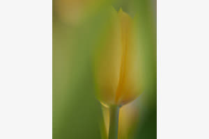 Tulpenzeit
