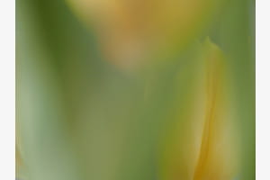 Tulpenzeit