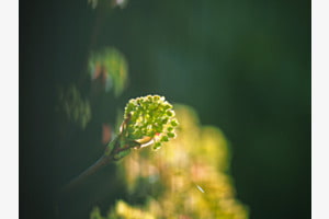 Frühling im Gegenlicht