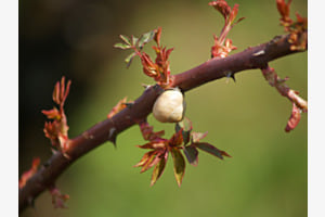 Geduld bringt Rosen Geduld bringt Rosen