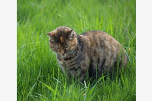 Wo ist die Maus?