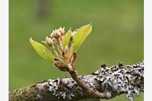 Birnenknospe