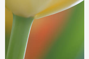 Tulpenzeit