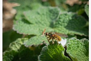 Fliege