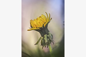 Frühling erwacht Frühling erwacht