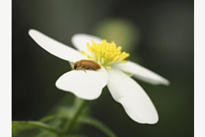 Himbeerkäfer Himbeerkäfer