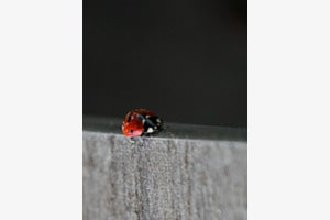 Walk the Line