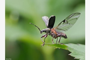 Birnen-Grünrüsler
