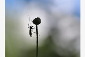 Insektenyoga