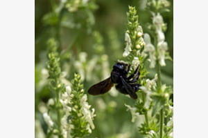 Xylocopa violacea