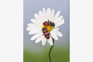 Treffen von zwei Bienenkäfern