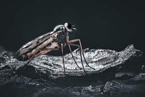 Schnepfenfliege