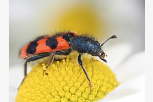Bienenkäfer auf Margarite