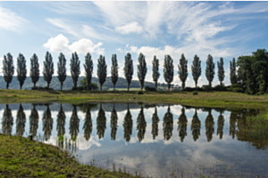 Baum Spiegelung