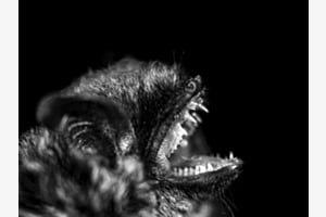 Screaming in the night Screaming in the night